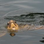 Entspannungskreuzfahrt